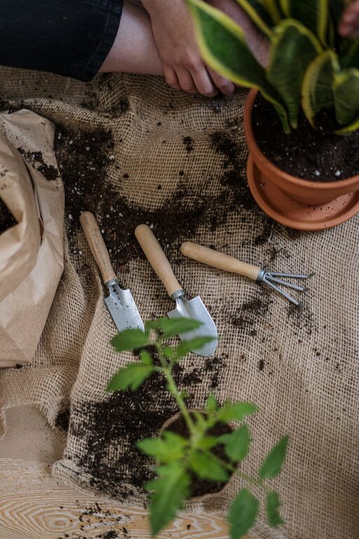 How to Start a Small Herb Garden Indoors: A Beginner’s Guide